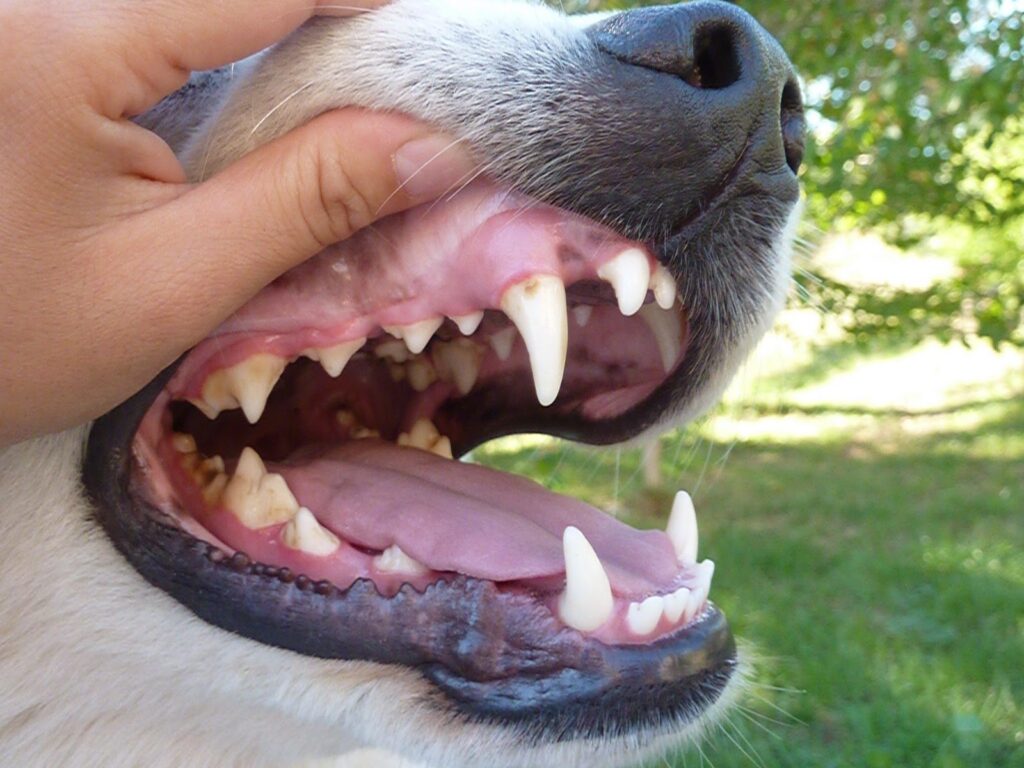 Dente de cachorro velho cai?