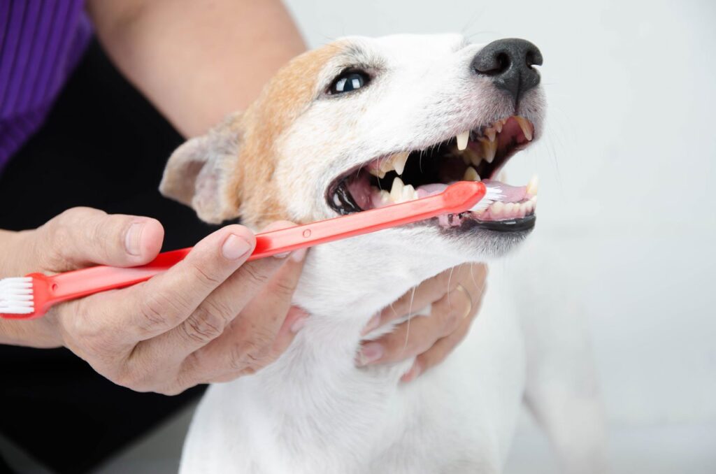 Como prevenir queda de dentes em cachorro idoso?