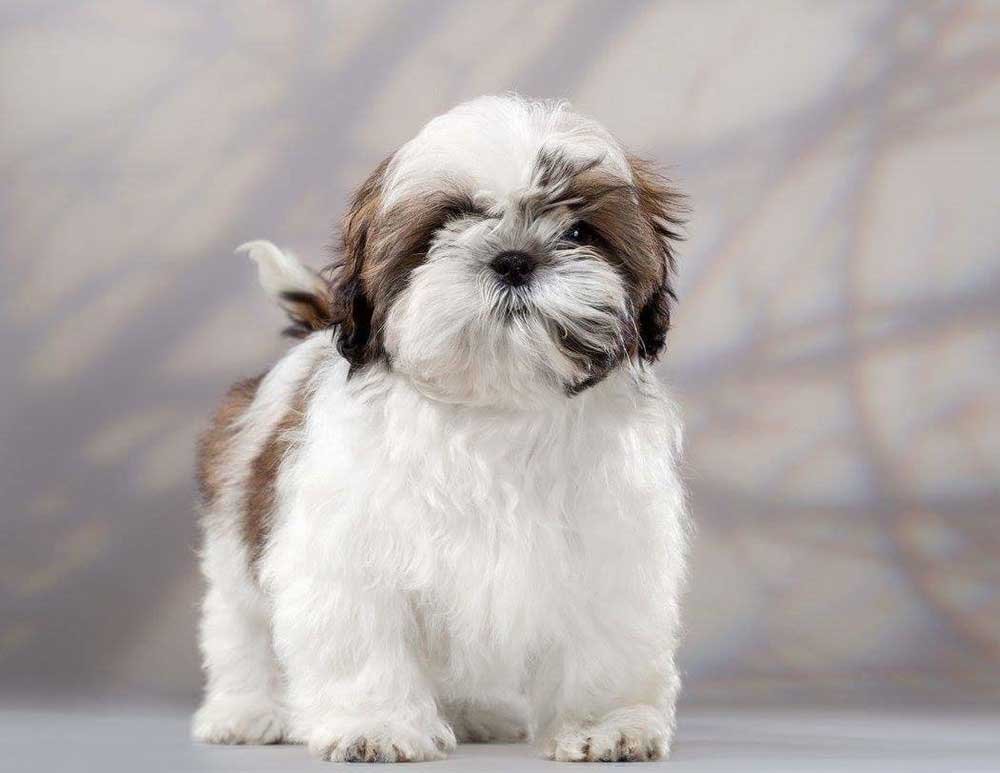 Shih Tzu: cuidados que devo ter com esta raça de cão?