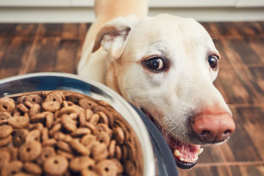 Tipos de ração para cachorros