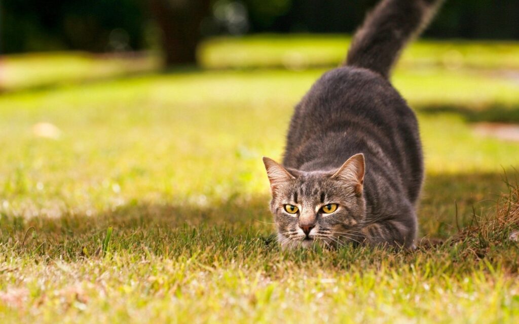 Diferenças e vantagens entre areia sílica e areia comum para gatos?