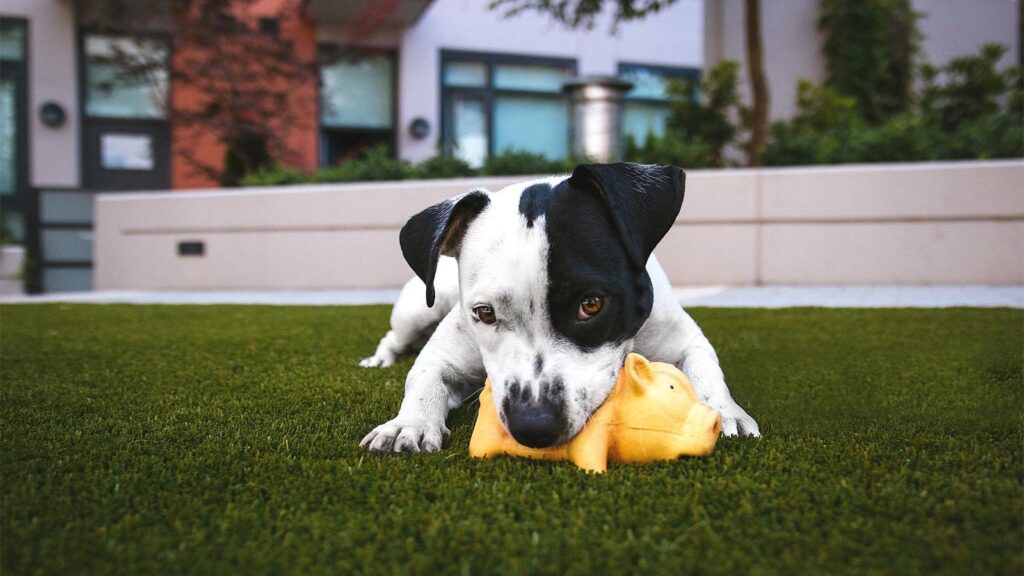 melhores brinquedos de mastigação para cachorros