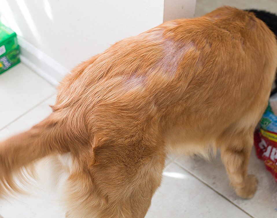 Alopecia em pets: Afinal o que é e atinge cães e gatos?