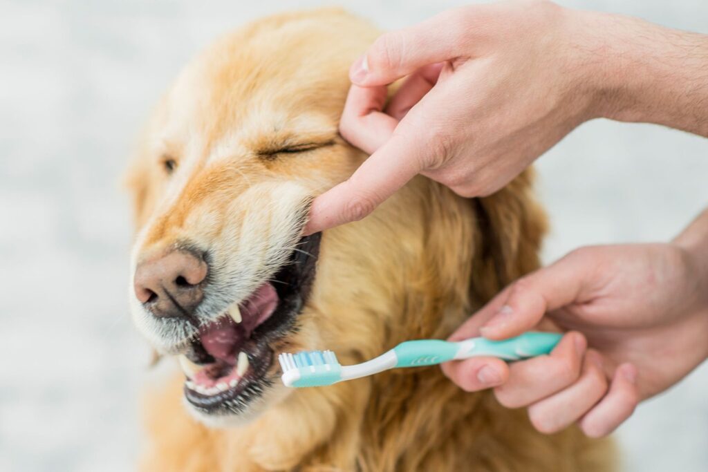 Seu cachorro está com mau hálito. O que fazer?