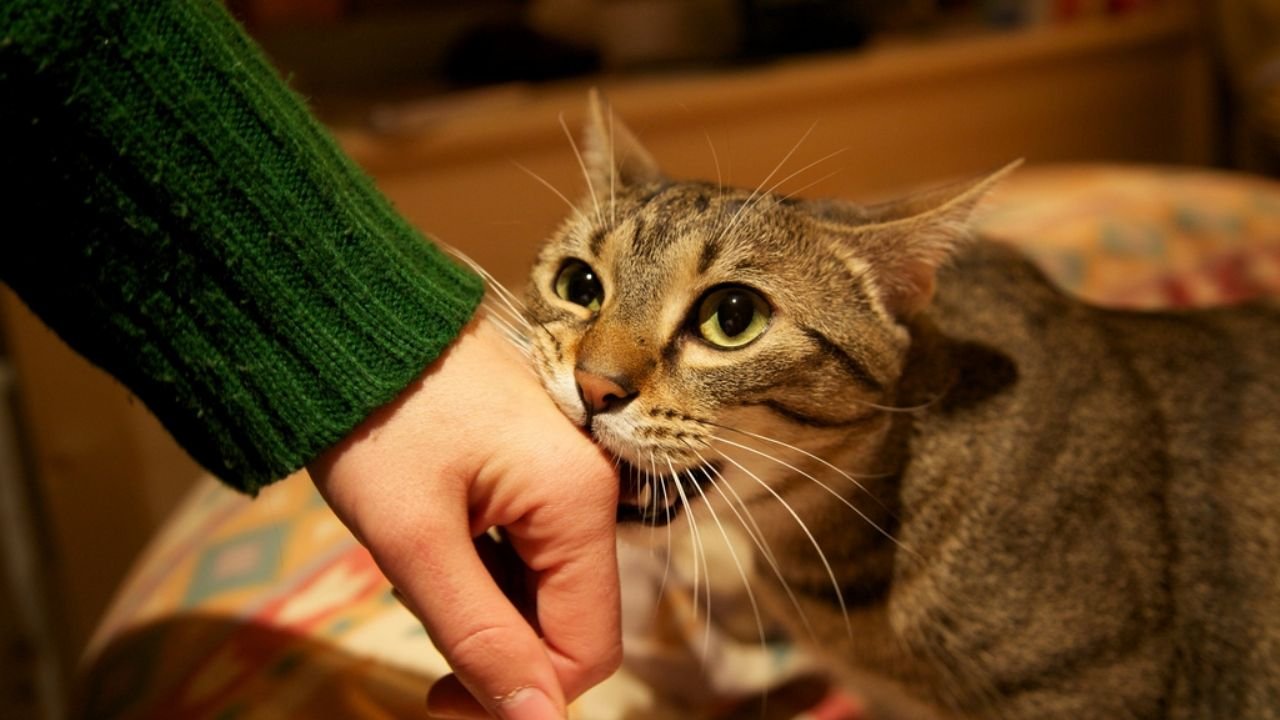 Mordida de gato: saiba por que os gatos mordem e como evitar!