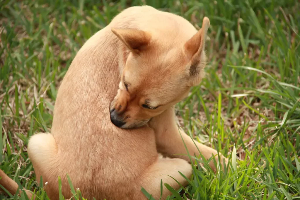 Antipulgas Vectra para cachorros