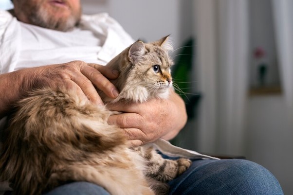 antipulgas para gatos